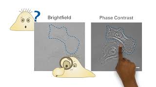 Optical Microscope The Principle of Phase Contrast Microscopy [upl. by Clarette]