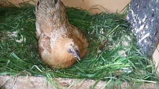 SÃ¼ÃŸes Zwerghuhn liebt es fremde Eier auszubrÃ¼ten 2 chicken farmlife cute [upl. by Eltrym403]