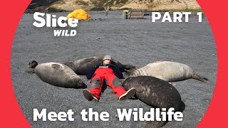 A Man among Orcas Seals and Penguins  PART 1 SLICE WILD [upl. by Ydnyc521]