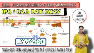 IP3  DAG CELL SIGNALLING PATHWAY  Cell Biology  MSc Classes  CSIRNET LIFE SCIENCES [upl. by Ciaphus670]