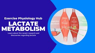 Lactate Metabolism Latest Updates  Exercise Physiology What You Need to Know [upl. by Oakman834]