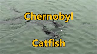 Radioactive Catfish in Chernobyl [upl. by Eiznekcm]