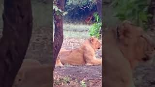 Lioness with her cubytshortfeeds ytshorts youtubeindia youtubeshorts [upl. by Barbaraanne583]