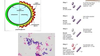 Gram staining procedure [upl. by Issej]