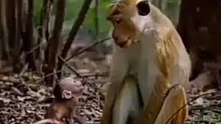 Funny Monkey Videos  Whatsapp status video 2017🙉 [upl. by Atirak]