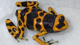 Calling Leucomelas POISON Dart Frogs [upl. by Gisela]