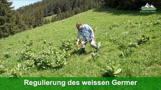 Regulierung des Weissen Germer Veratrum album [upl. by Hadleigh357]