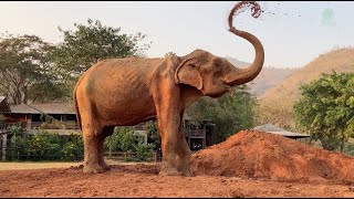 Improvement Of 87 Years Old Elephant SomBoon After Rescued 2 Months At Sanctuary  ElephantNews [upl. by Bekah28]