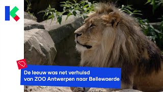 Leeuw Nestor bijt leeuwin dood in Bellewaerde [upl. by Elurd]