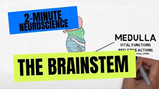 2Minute Neuroscience The Brainstem [upl. by Merry879]