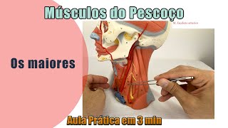 Músculos do Pescoço  Prática  Anatomia Humana [upl. by Eed168]