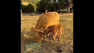 Our Calves Family Update One Week to One Month Old [upl. by Namra622]