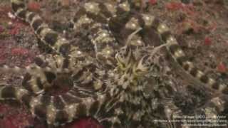 Mimic Octopus Thaumoctopus mimicus Multiple Colour amp Shape Changes Amazing Indonesia [upl. by Kelton]