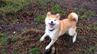 Shiba inu screaming [upl. by Husein]