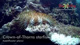 CrownofThorns starfish Acanthaster planci of Moalboal [upl. by Hazeefah]