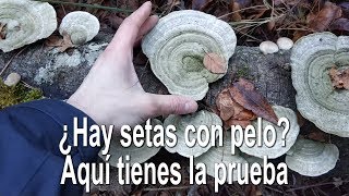 Trametes pubescens Identificación [upl. by Casavant]