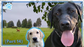 🔴LabsLive Part 14 Labrador Retrievers and Relaxing Music for Dogs [upl. by Seigel]