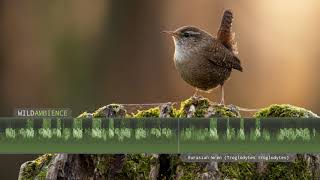 Wren Song amp Call  The sounds of a Eurasian Wren singing [upl. by Edak]