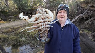 Catching MASSIVE crayfish with Tim [upl. by Naret159]