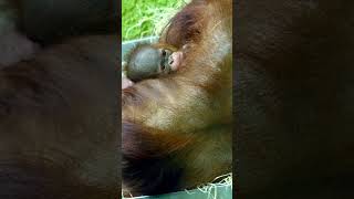 Cuteness Overload Meet The Newborn Baby Orangutan shorts [upl. by Goodspeed]