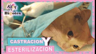 ▶️ESTERILIZACIÓN Y CASTRACIÓN⚠️ EN GATA Y GATO [upl. by Yelnats]