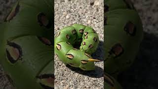 IPM Shorts WhiteLined Sphinx Moth Caterpillar Green Beautiful Huge Caterpillar [upl. by Botti]