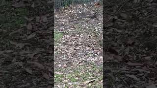 Goanna australia goanna music ccr travel australianwildlife camping campinglife [upl. by Crespi610]