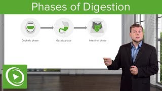 Phases of Digestion – Gastrointestinal System  Lecturio [upl. by Flaherty]