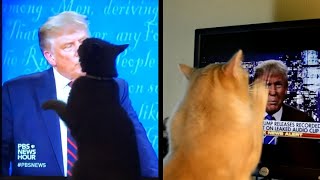 Why Do Cats Act Weird when They See Trump [upl. by Schiffman]