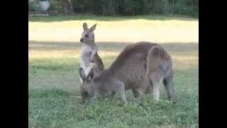 1 von 2 Australien mitten auf einer Wiese voller Kängurus Baby Känguru hüpft in Mamas Beutel [upl. by Enyleve]