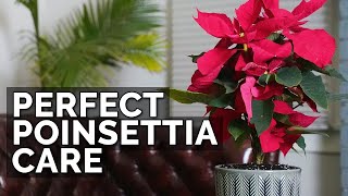 How to Care For Poinsettias And Make Them Bloom Next Year [upl. by Moina]