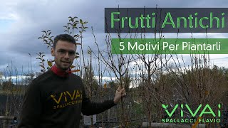 FRUTTI ANTICHI 5 MOTIVI PER PIANTARLI [upl. by Annaoi]