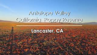 Antelope Valley California Poppy Reserve in Lancaster CA 2022 [upl. by Dranreb]