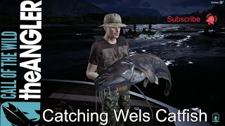 Catching Wels Catfish COTW The angler [upl. by Kristy]