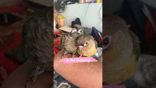 Toilet Training l Pet Bird Training l It’s My Pet Mittu and Kallu l My companion 🥰🥰😍pottytraining [upl. by Levison]