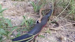 Redbelly Black snake attacking a Brown snake [upl. by Horner]