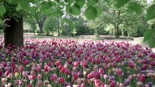 Messer Tulipano il trionfo dei colori di primavera al Castello di Pralormo [upl. by Irbua]