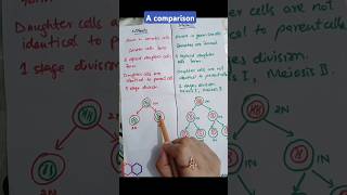 Comparison between mitosis and meiosis  cell division  biology [upl. by Maddock253]