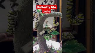 Butterflies The 4 Stage Secret To Their Life Cycle  Dubai Butterfly garden [upl. by Benjamin]