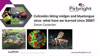 Culicoides biting midges and bluetongue virus transmission What have we learnt since 2006 [upl. by Eward136]