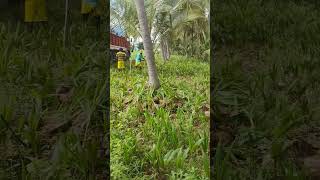 coconut plant wholesale price contact 9659838942 [upl. by Eniarrol]