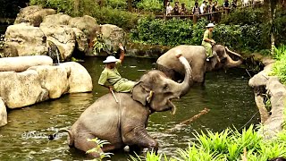 Funny Elephant Show in Singapore Zoo [upl. by Ahseihs195]