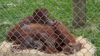 Mimi and Oshine snuggling at Monkey World Ape Rescue Centre Dorset [upl. by Assyn30]