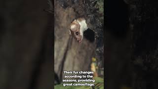 Secrets of the Sneaky Weasel Revealed weasel fascinatingfacts wildlife [upl. by Ennaej]