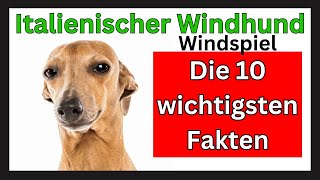 Italienischer Windhund Windspiel Hunderasse 🐶 Die 10 wichtigsten Fakten [upl. by Meekah547]