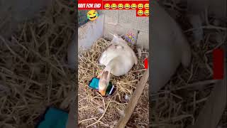 ratanya ki comedy 🤣🤣funny ratan comedy surajroxbestcomedy realfoools [upl. by Winthrop]