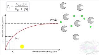 Cinética Enzimática [upl. by Garneau]