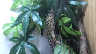 Leopard Gecko climbing the tree [upl. by Nivi625]