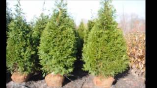 The Best Fast Growing Evergreen Screening Trees [upl. by Ybroc]