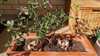 POHUTUKAWA BONSAI x2 August 2024 [upl. by Norrehs125]